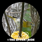 Baltimore Oriole