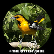 Bullock's Oriole