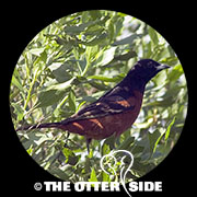 Orchard Oriole