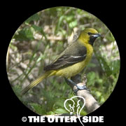 Orchard Oriole