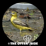 Orchard Oriole