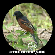 Orchard Oriole