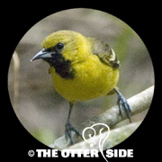 Orchard Oriole