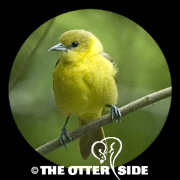 Orchard Oriole
