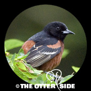 Orchard Oriole
