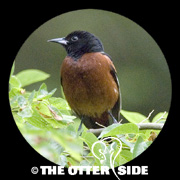 Orchard Oriole