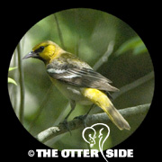 Orchard Oriole