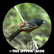 Orchard Oriole