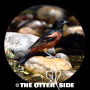 Orchard Oriole