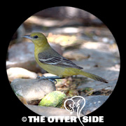 Orchard Oriole