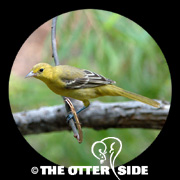Orchard Oriole