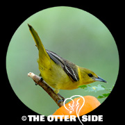 Orchard Oriole