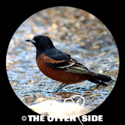 Orchard Oriole