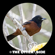 Orchard Oriole