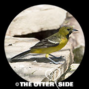 Orchard Oriole