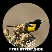 Scott's Oriole