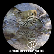 Ovenbird