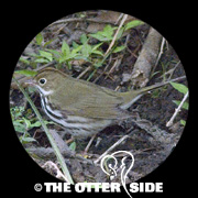 Ovenbird