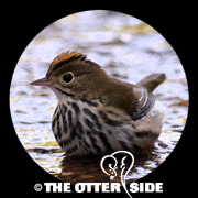 Ovenbird