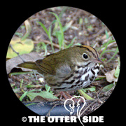 Ovenbird