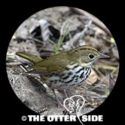 Ovenbird
