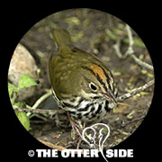 Ovenbird