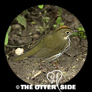 Ovenbird