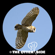American Barn Owl