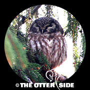 Boreal Owl