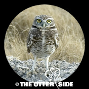 Burrowing Owl - Western