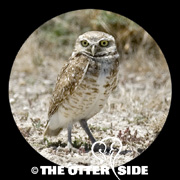 Burrowing Owl - Western