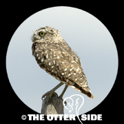 Burrowing Owl - Western