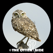 Burrowing Owl - Western