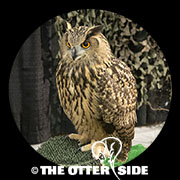 Eurasian Eagle Owl