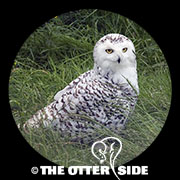 Snowy Owl