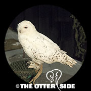Snowy Owl