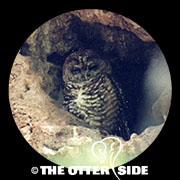 Spotted Owl