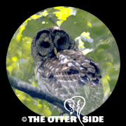 Barred Owl