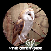Western Barn Owl