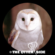 Western Barn Owl