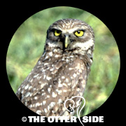 Burrowing Owl - Florida