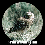 Burrowing Owl - Western