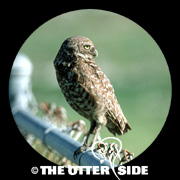 Burrowing Owl - Florida
