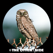 Burrowing Owl - Florida