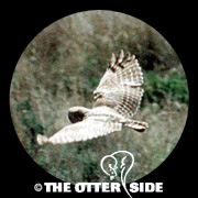 Burrowing Owl - Western