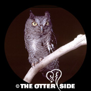 Eastern Screech-Owl - Eastern