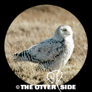 Snowy Owl