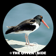 American Oystercatcher