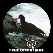 Black Oystercatcher