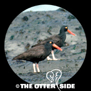 Black Oystercatcher